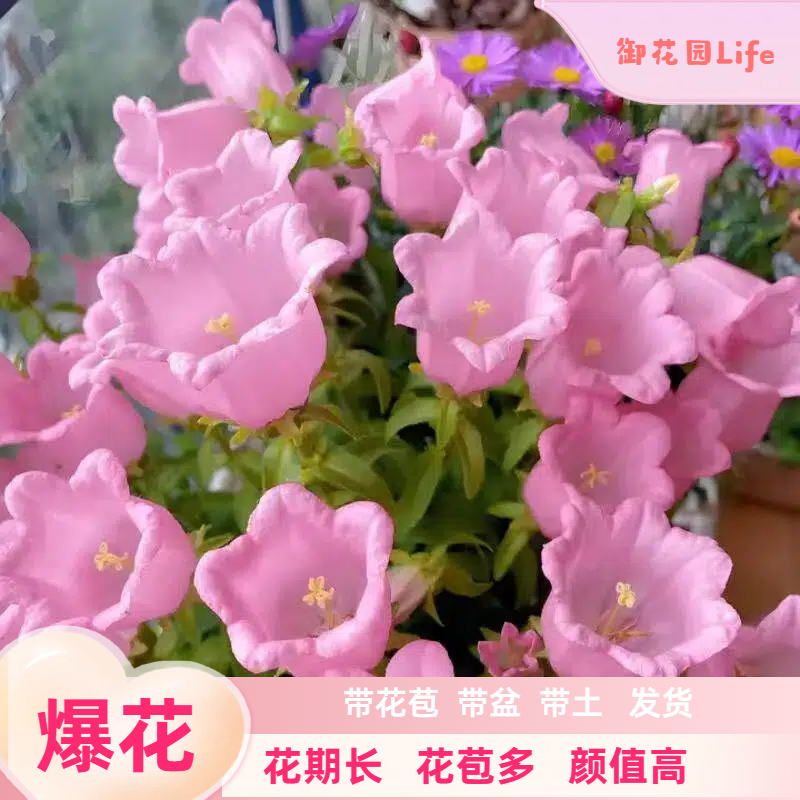 御花园【酒杯风铃】盆栽花量多花期长颜值高多年生阳台庭院开花植物