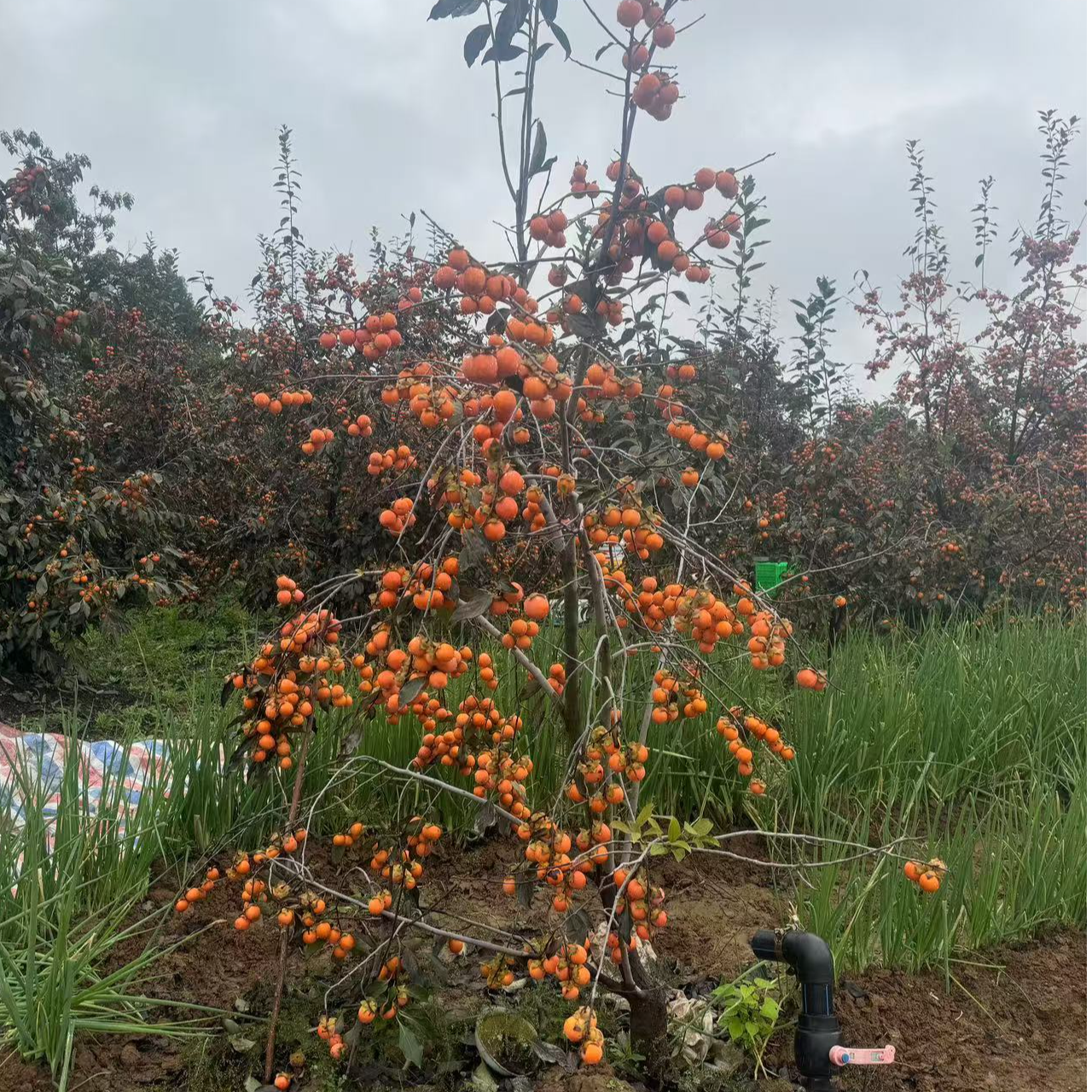 陕西临潼火晶柿子火罐柿子树苗子各种绿植果树发货后不支持退换