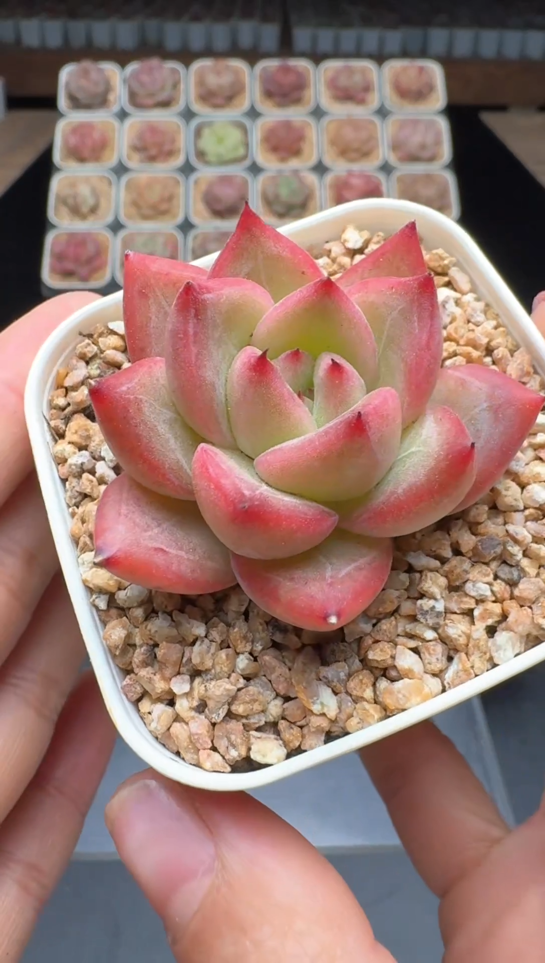 【闪购商品】874号 珍妮杂交多肉 花卉植物