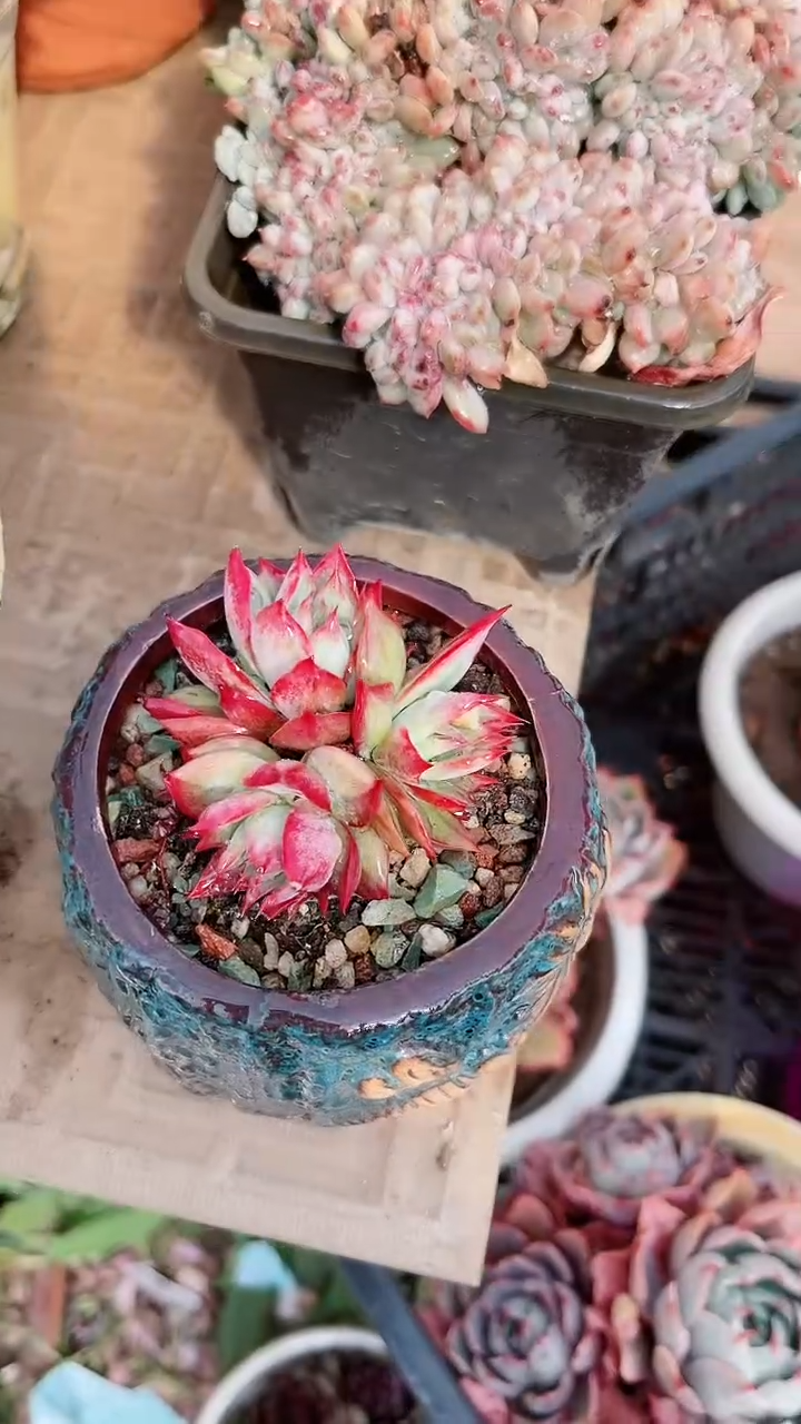 【闪购商品】13246