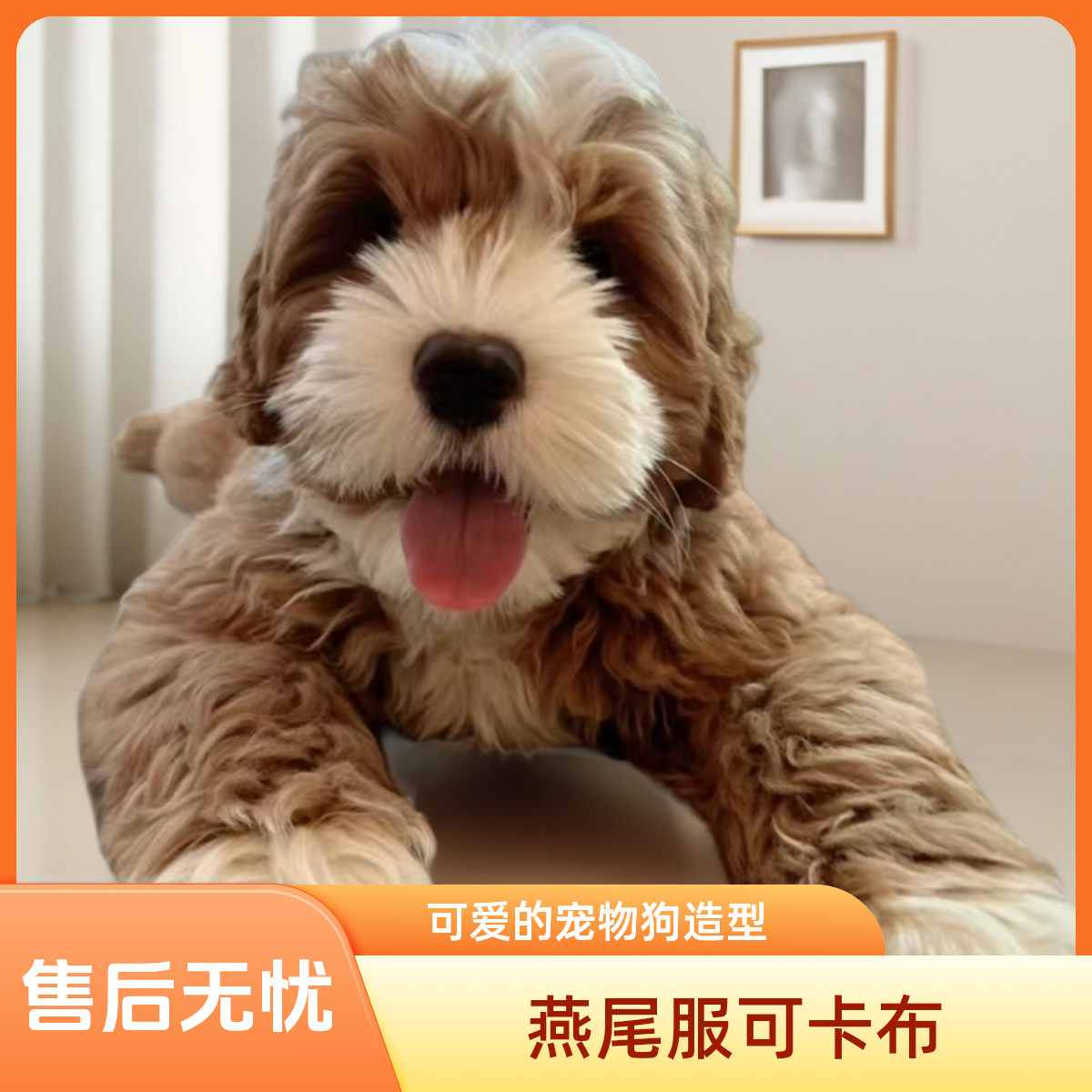 燕尾服混血可卡布犬 双拼色 不掉毛无体味 一对一芯片