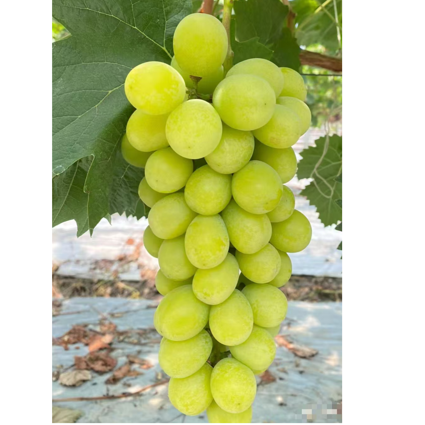 【大-董】特级阳光玫瑰 （规格可选）