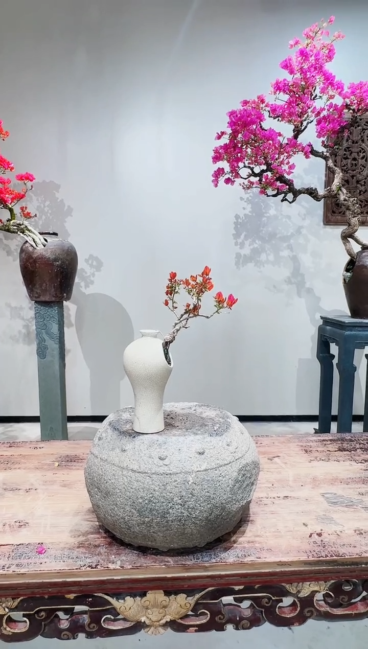 【闪购商品】盆景海岛红