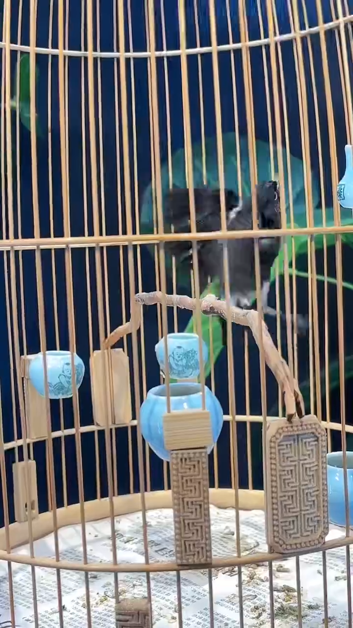 54号 小黑白养笼0元起拍
