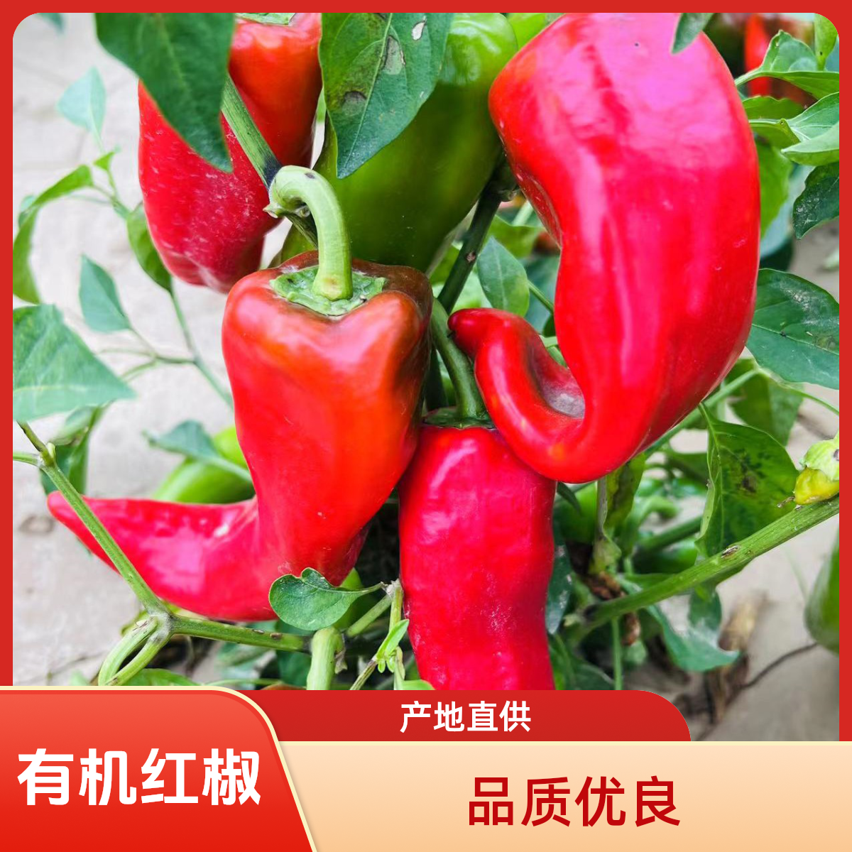 有机红辣椒1000克(李琬有机菜)