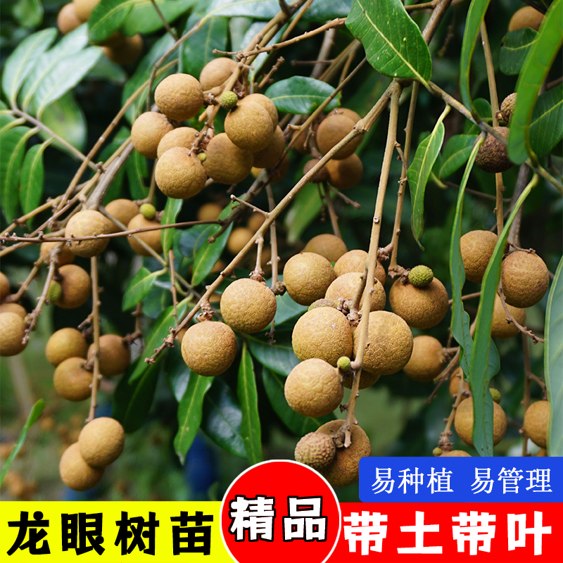 龙眼树苖盆栽水果树苗储良桂圆石硖南方四季庭院种植地栽果树果苗