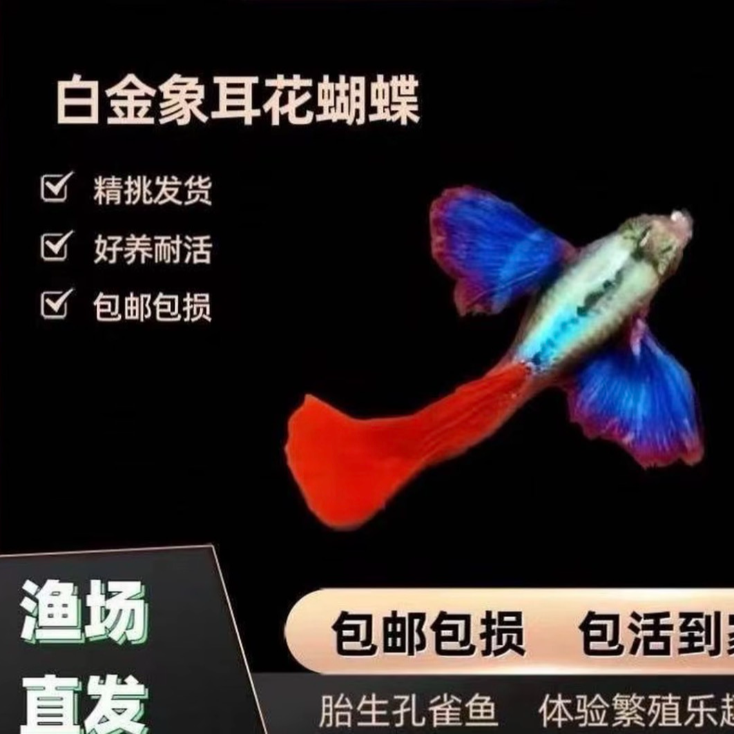 白金象耳红尾孔雀鱼小型热带淡水精品观赏鱼适合新手