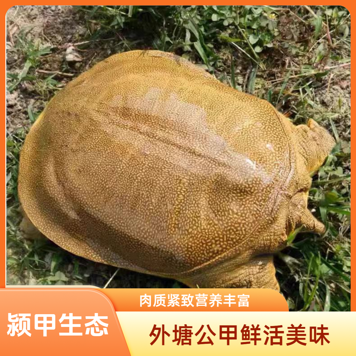 外塘公甲单只共{5-6}斤生猛鲜活甲鱼黄背黄油顺丰温控包邮到家