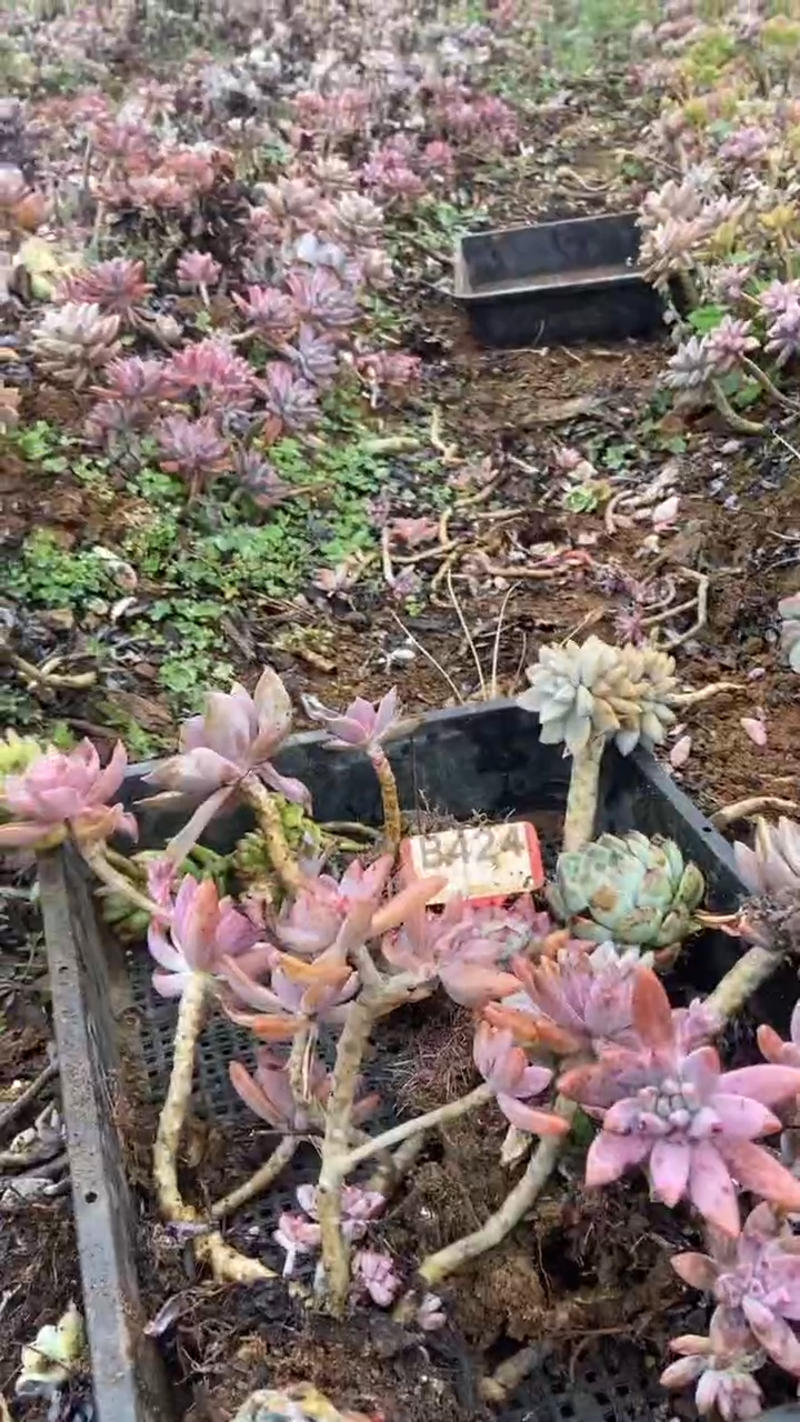 【闪购商品】B424清风花木兰多肉组合