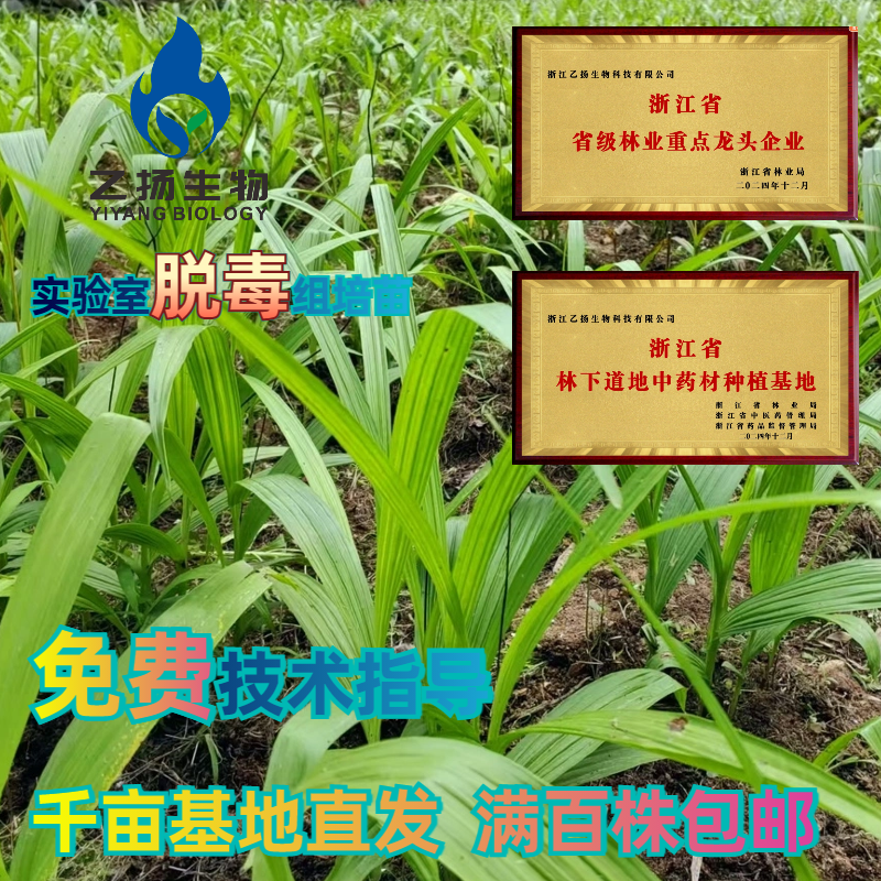 白芨种子种苗基地脱毒驯化紫花三叉宽叶正规白及药材带芽块茎批发