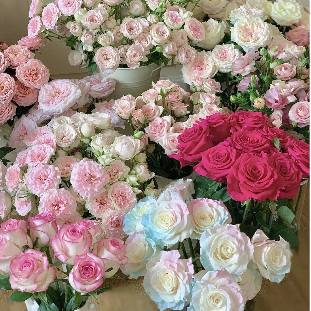 【随机色方德50b玫瑰AK】单头玫瑰2把2色 | 满两单鲜花包邮