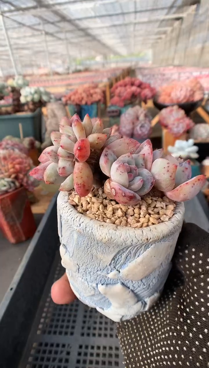 794星影一物一拍