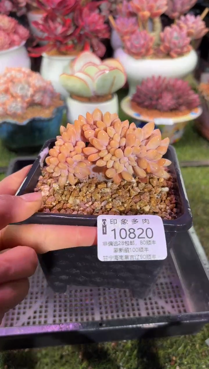 【闪购商品】10820