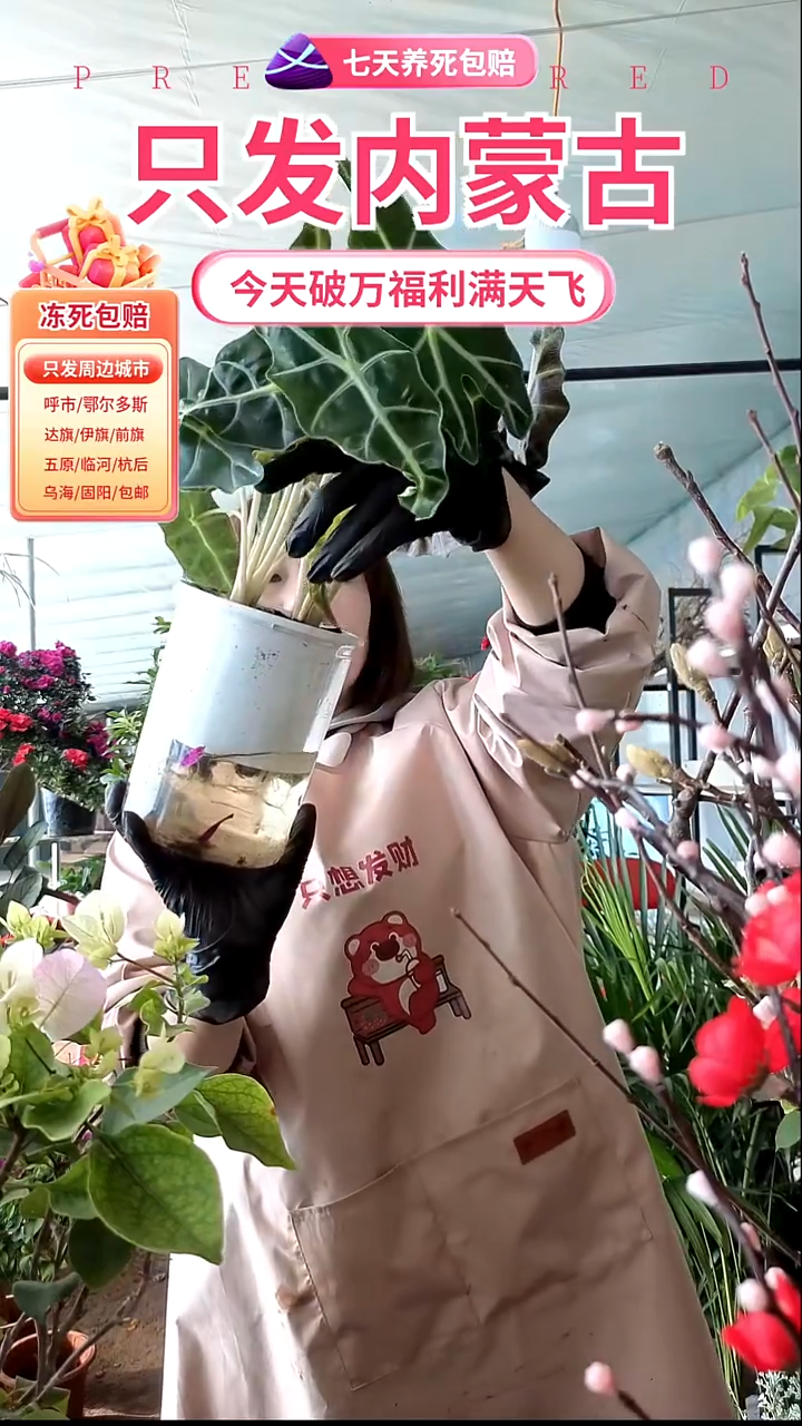 完全开放水培大盆剑雨