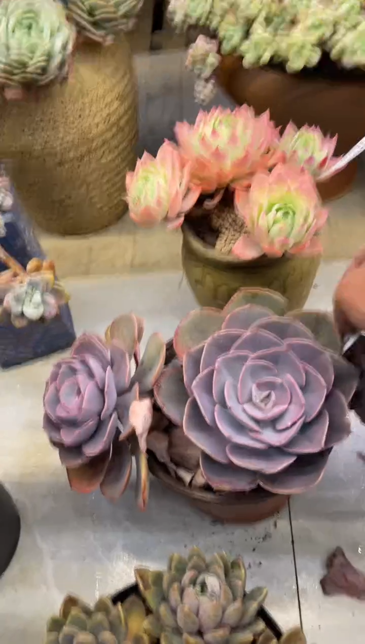 【闪购商品】213尘埃玫瑰