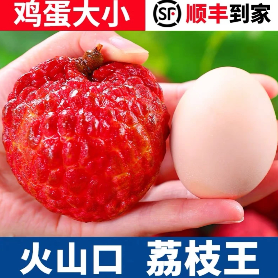 【顺丰次日达】海南火山口荔枝王荔枝新鲜水果现摘现发5斤净果4.5斤同城送荔枝同城送海南省