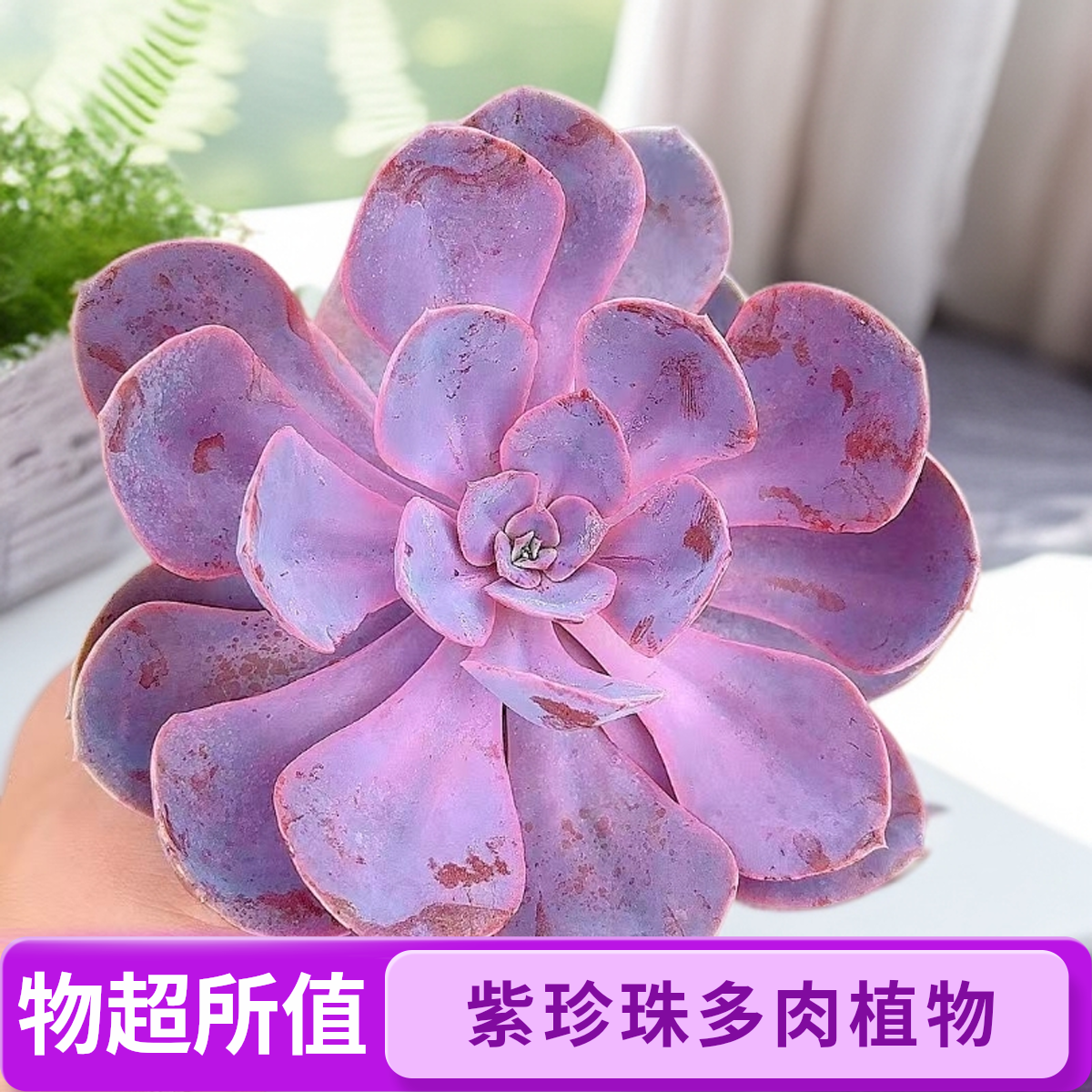 紫珍珠6颗脱土 小谢多肉植物庭院空气耐旱上盆种植固定