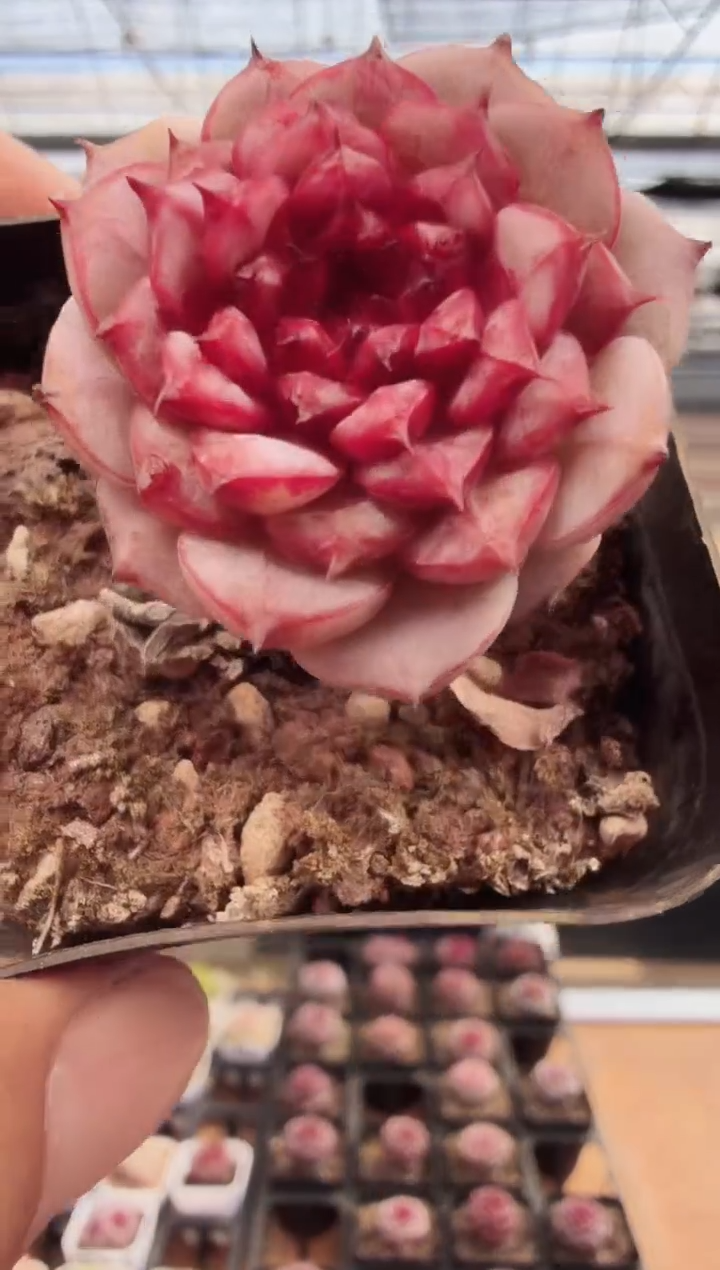 东云多肉园新款-151