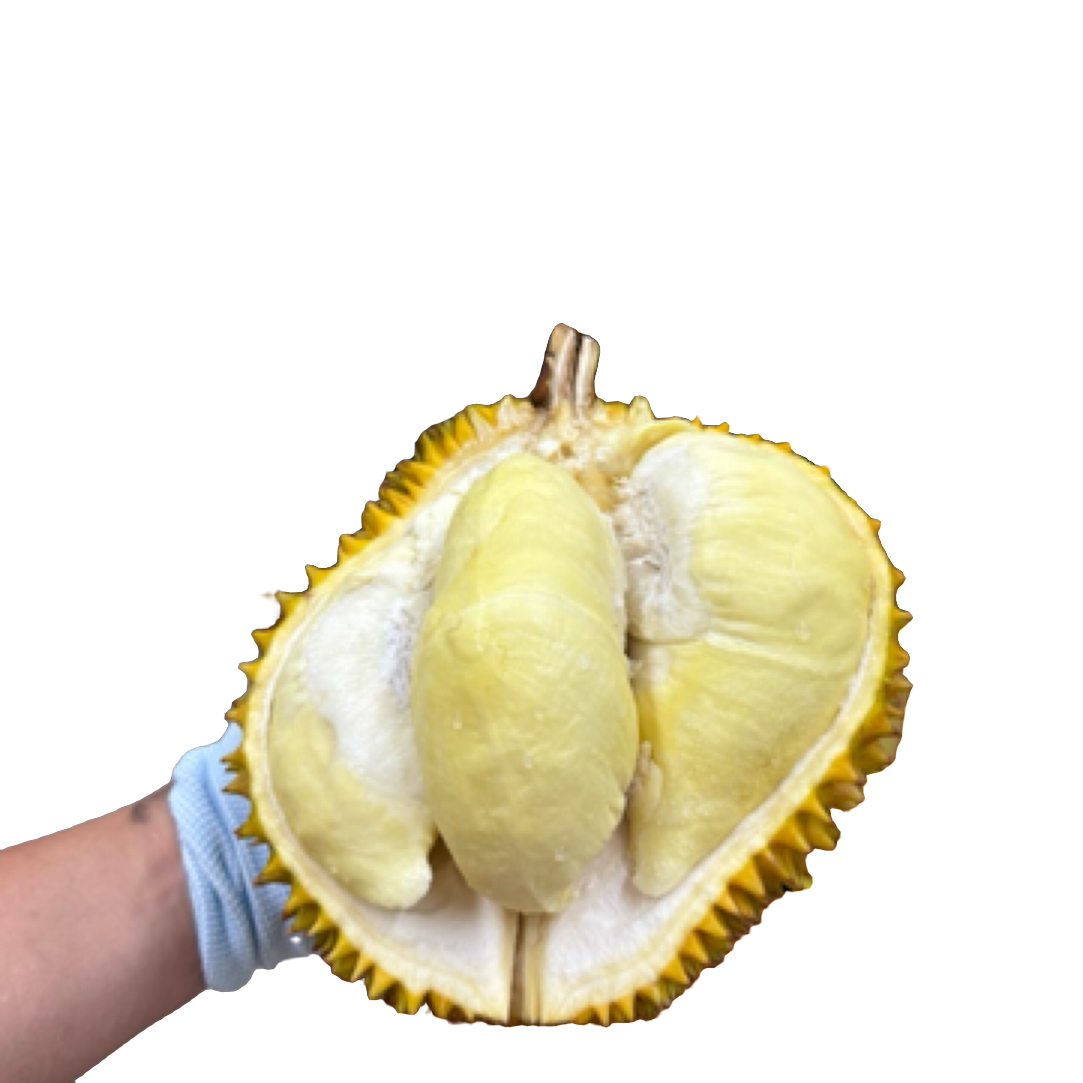 金枕鲜榴莲一果一重核小金枕越南
