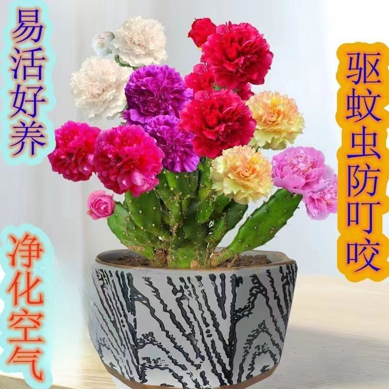 嫁接多色千手观音仙人掌盆栽懒人花卉浓香型大花耐热耐旱易成活商品图