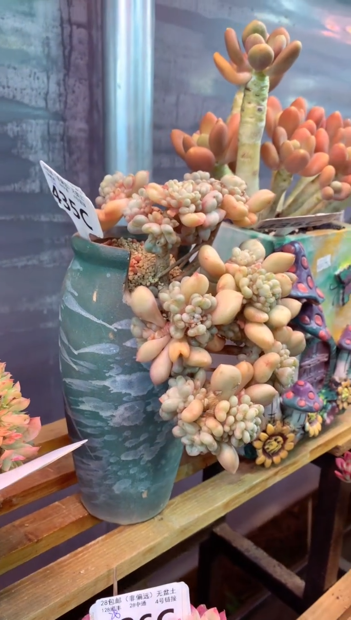 435C（一物一拍，精品多肉，w所见即所得 ）