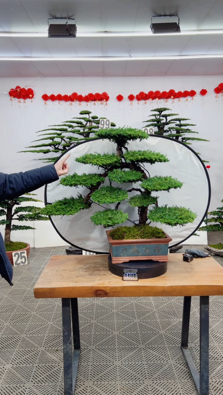 【闪购商品】盆景盆景