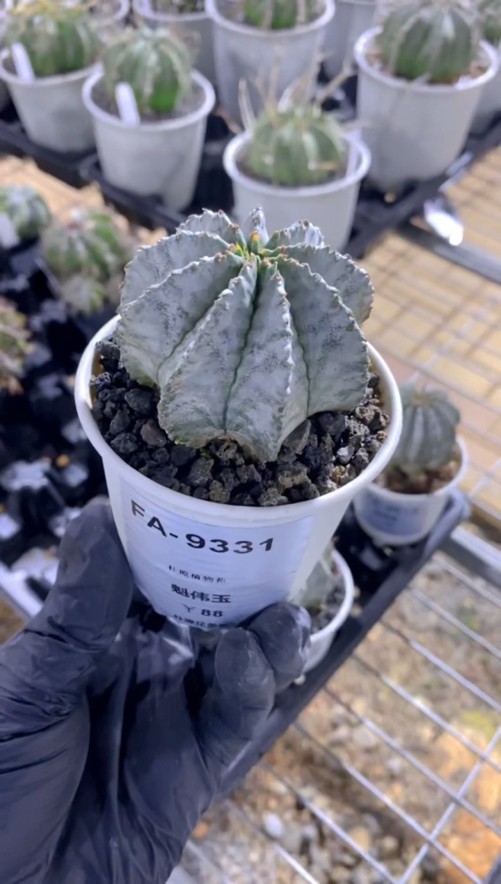 【闪购商品】魁伟玉FA-9331