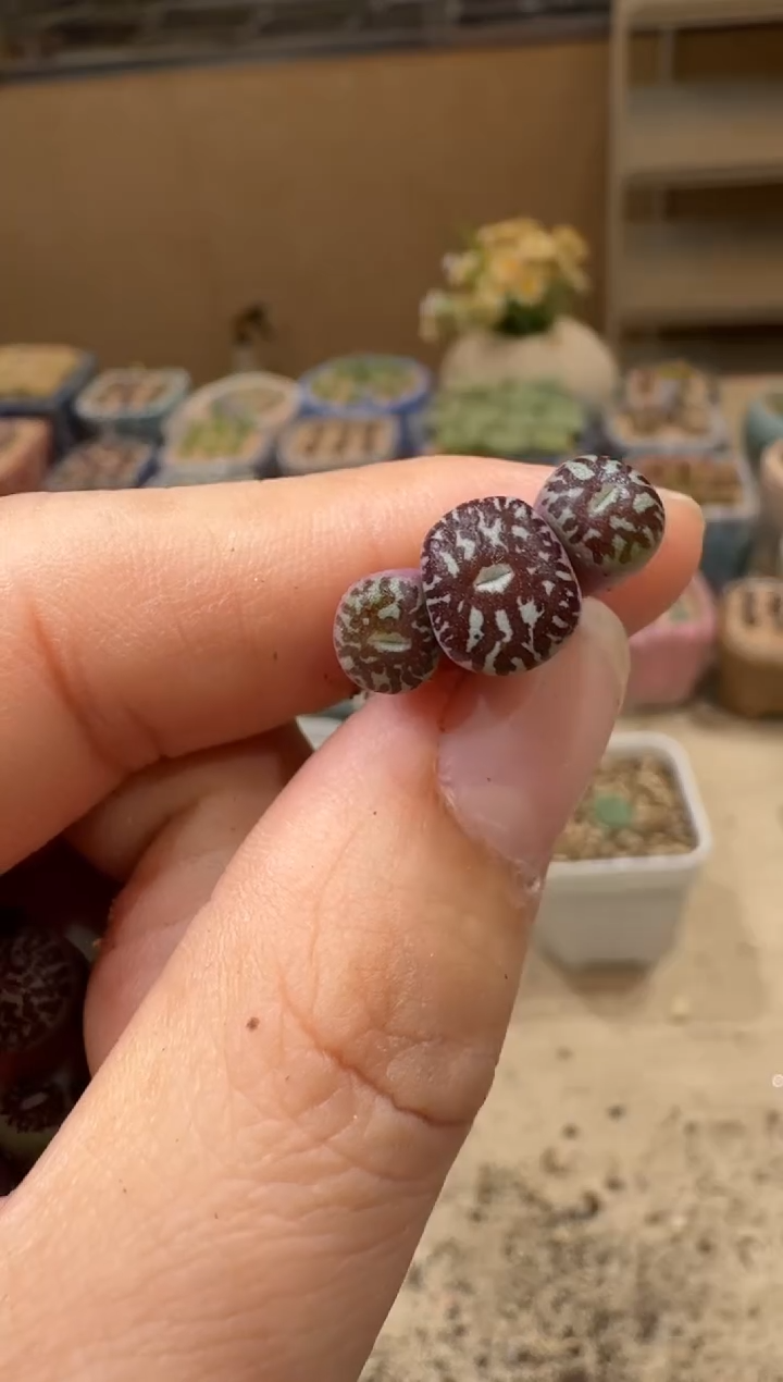 S*娜8-242多肉植物肉锥