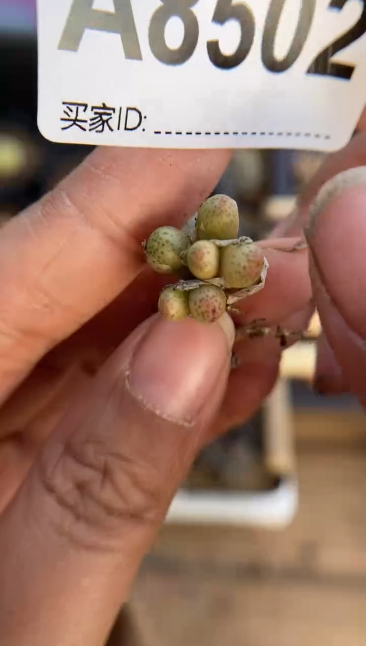 【闪购商品】8502直播一物一拍