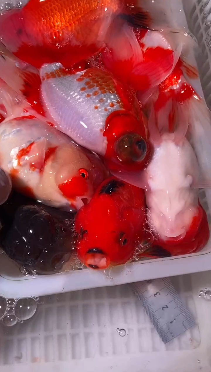 金鱼鱼之源一物一拍链接/无开箱视频不售后9