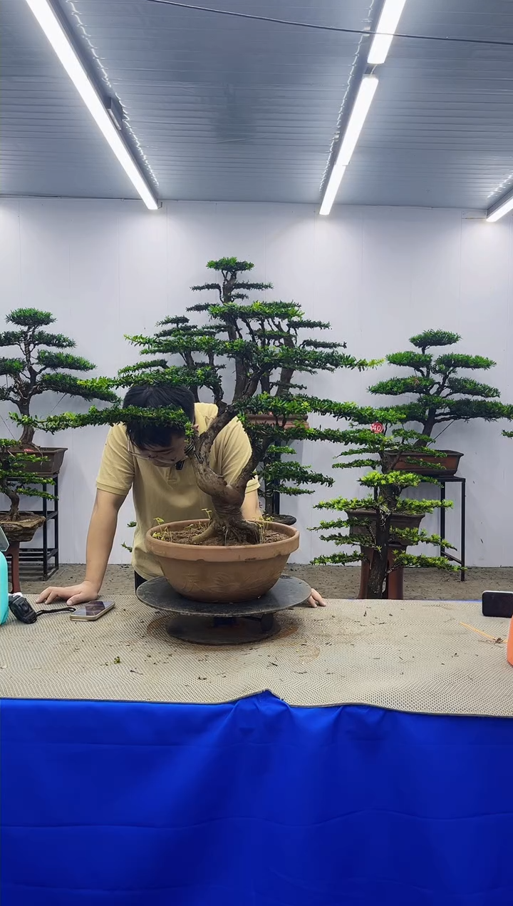 无花朵一物一拍，所见即所得