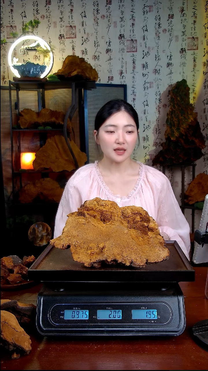 松针层孔菌中国大陆【藏区】松树桑黄（1.95斤）30-40年份