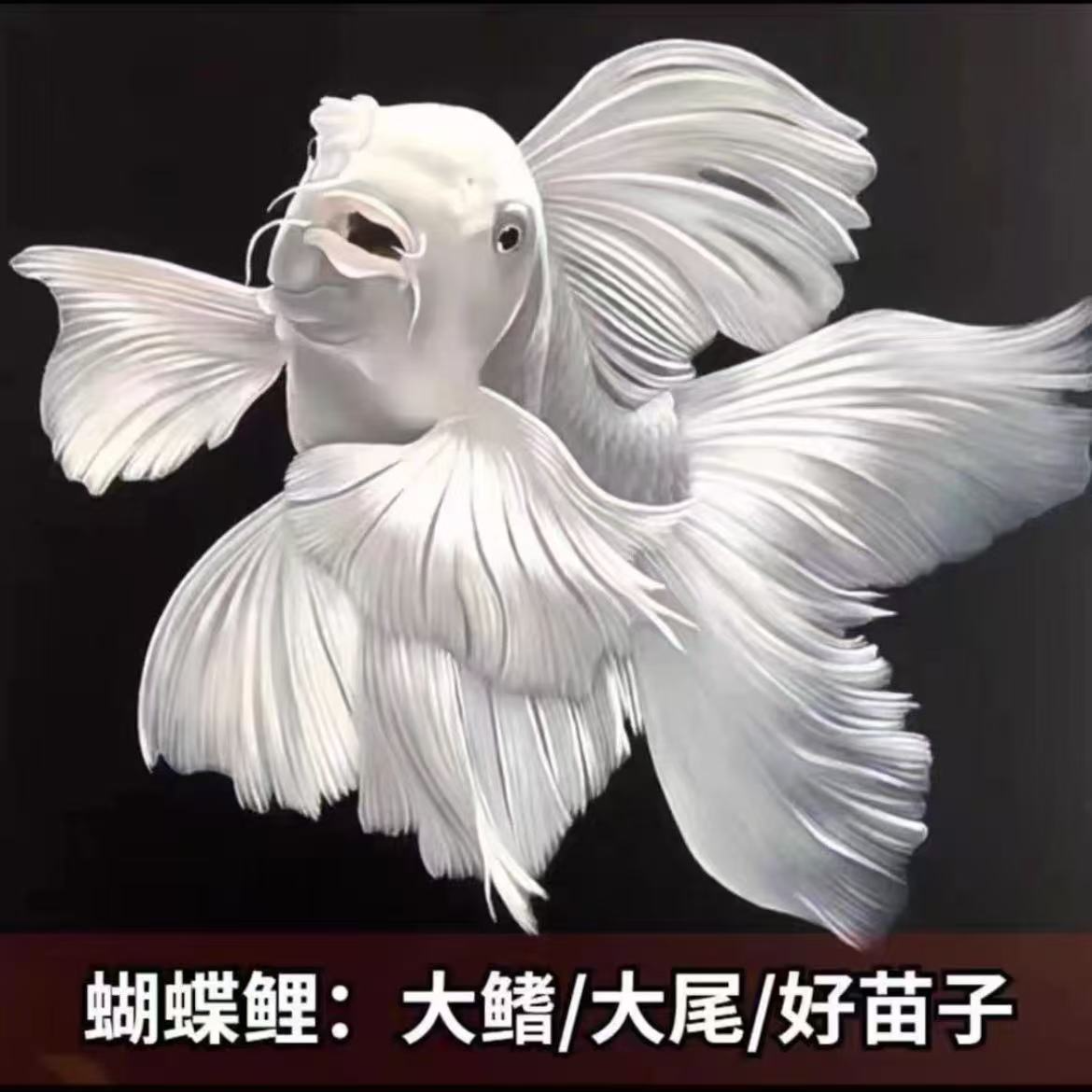 白色短身10-15石膏白饲养蝴蝶鲤观赏鱼好养短身长尾适合混养