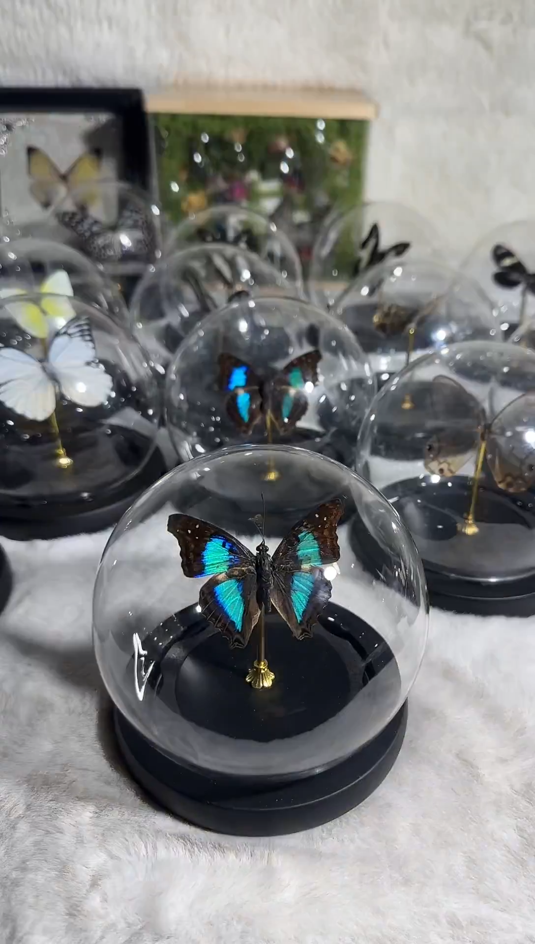 有机玻璃B蓝带容