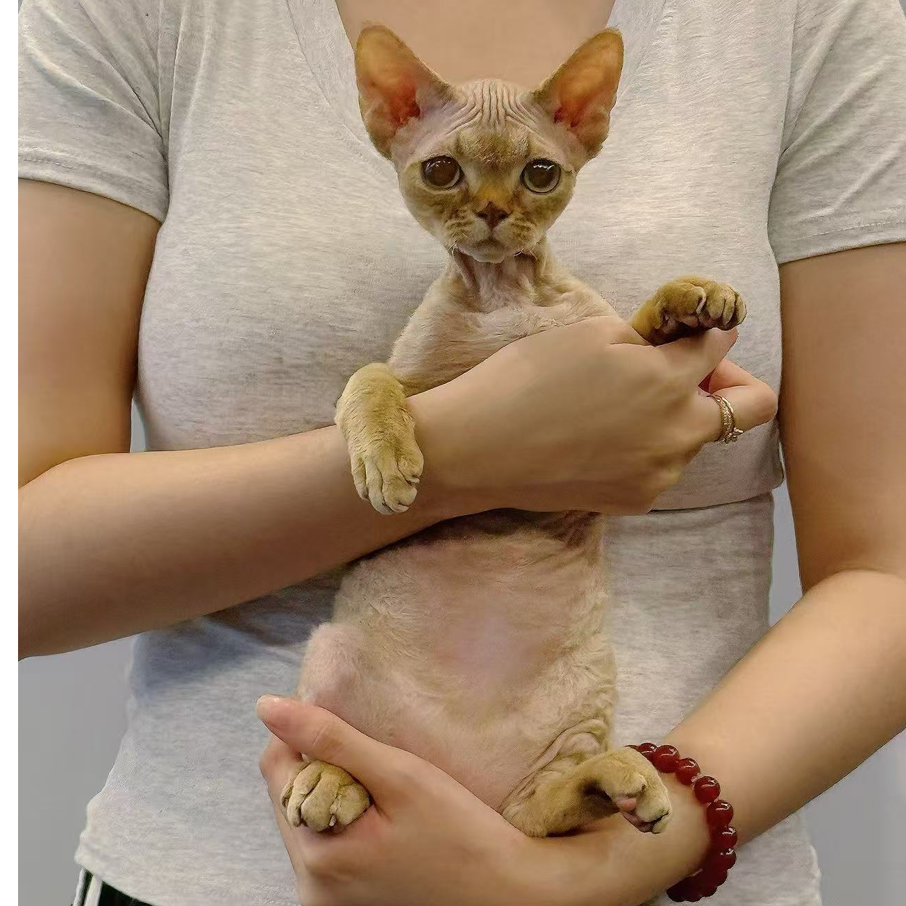 德文卷毛猫活体欧血幼猫肉桂色虎斑弟弟