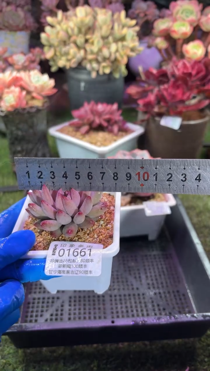 【闪购商品】01661