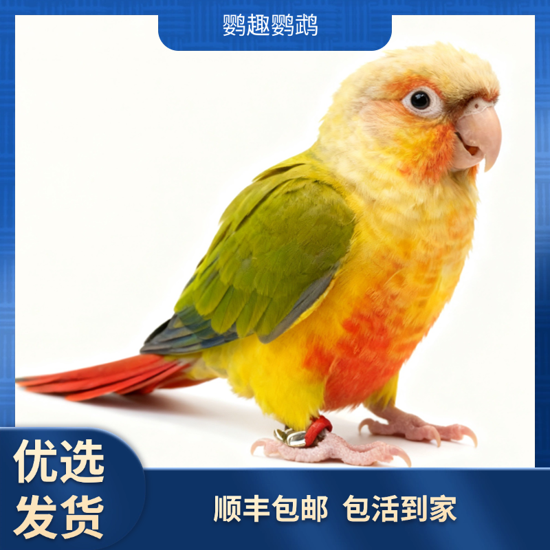 鹦趣亲人养殖场手养可教说话鹦鹉可爱宠物鸟可上手互动顺丰