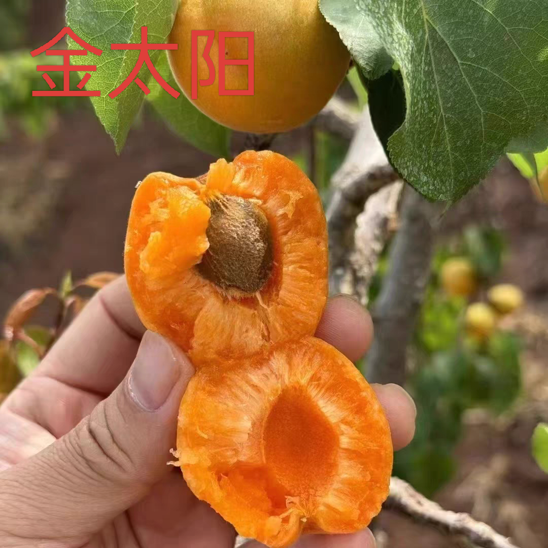 梦动正宗，帝王杏 凯特杏 珍珠油杏 金太阳杏 适合南北方种植