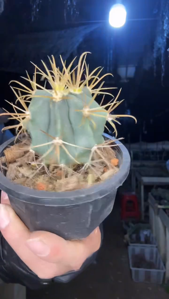 【闪购商品】金冠龙1111111