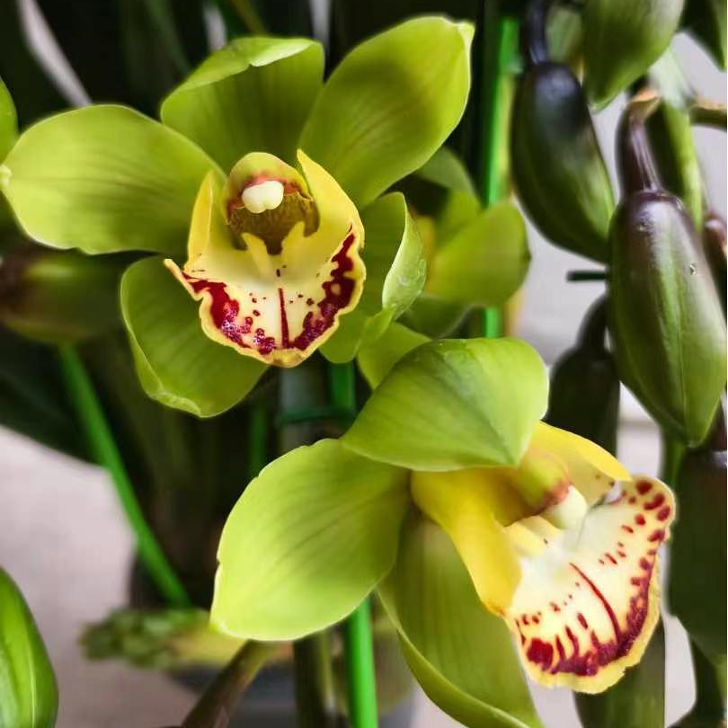 【玉观音】落地款大花蕙兰惠兰兰花盆栽翠绿色高端室内装饰花卉兰花