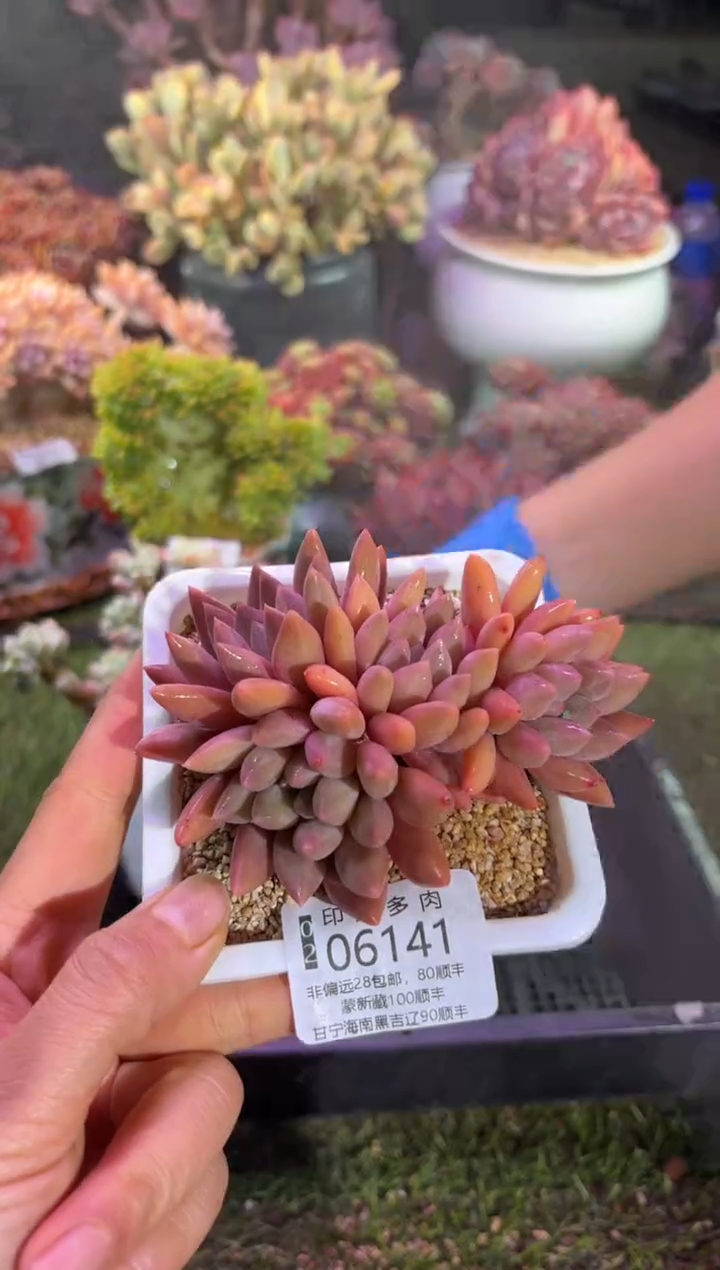 【闪购商品】06141