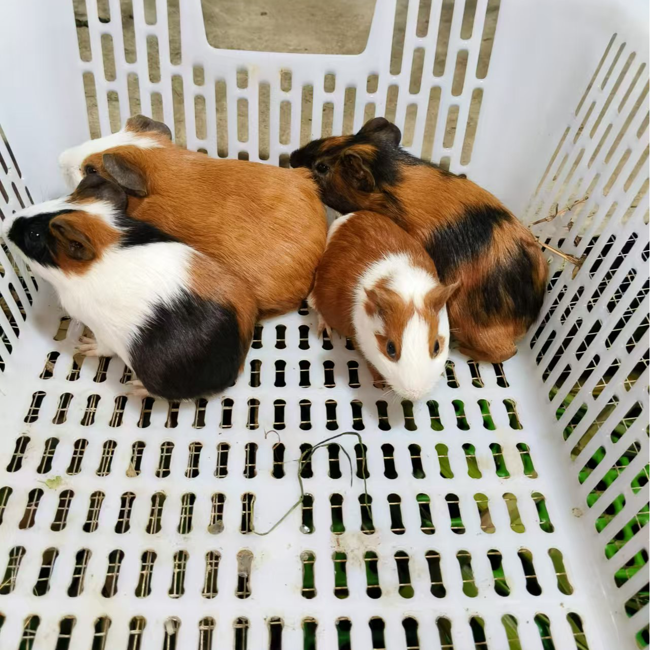 仓鼠豚鼠荷兰猪一公四母单只4--6两重