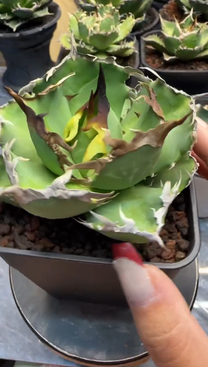 【闪购商品】螃蟹仁王冠龙舌兰