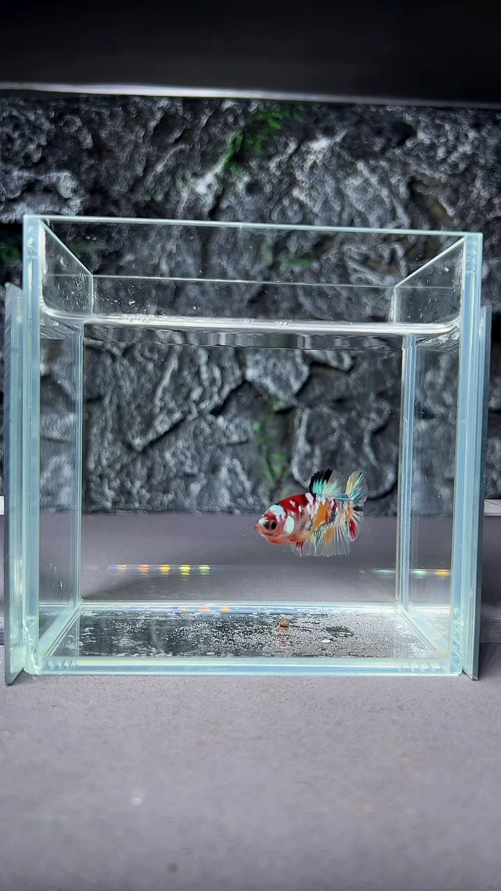 斗鱼竞拍链接A058