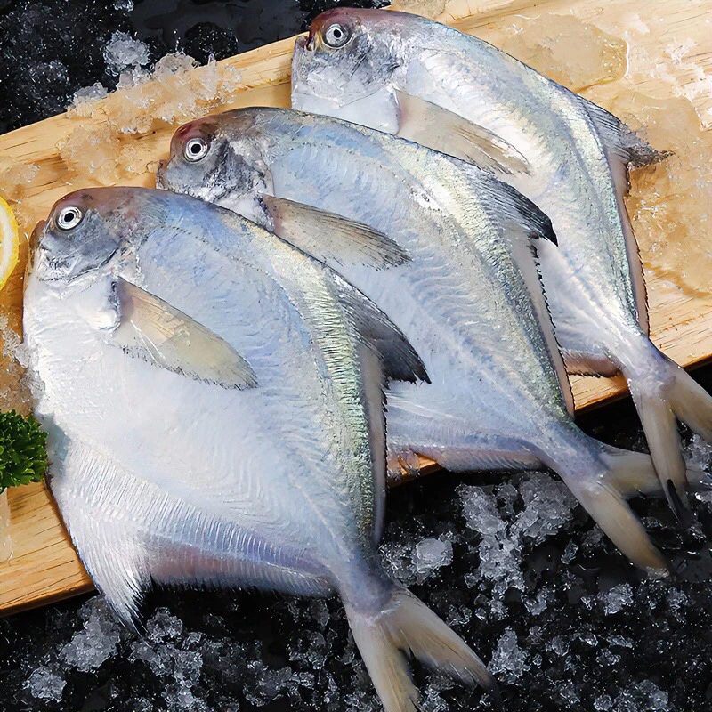 野生海捕白鲳鱼银鲳鱼 极速锁鲜发货 全国顺丰冷链包邮 3-4条/斤
