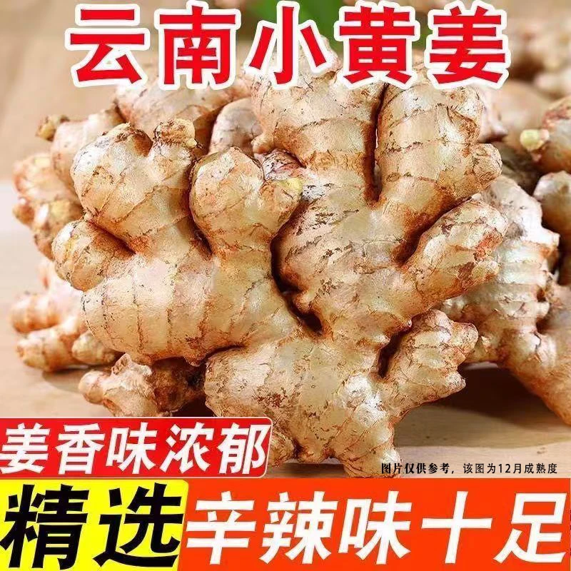 【产地直达】云南高山现挖当年新姜小黄姜新鲜发货现挖现发