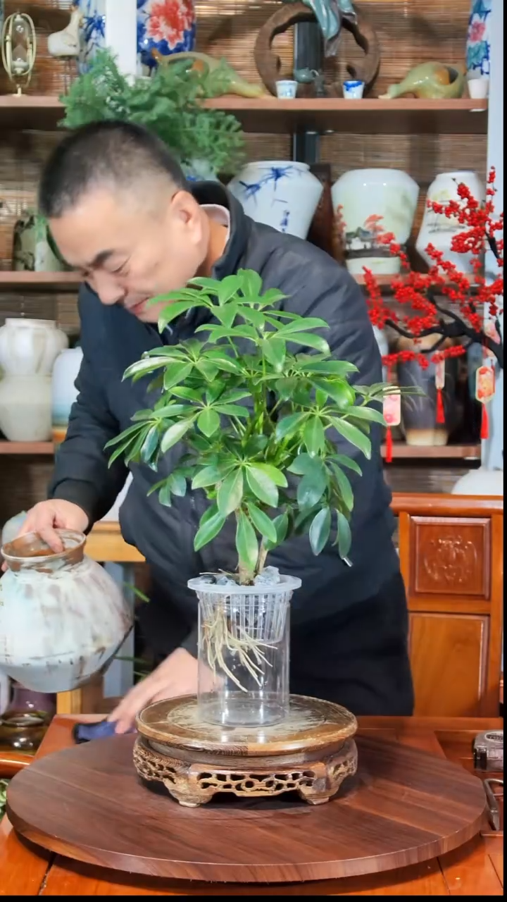 无花朵?***?水之韵水培鸭掌木不带瓶