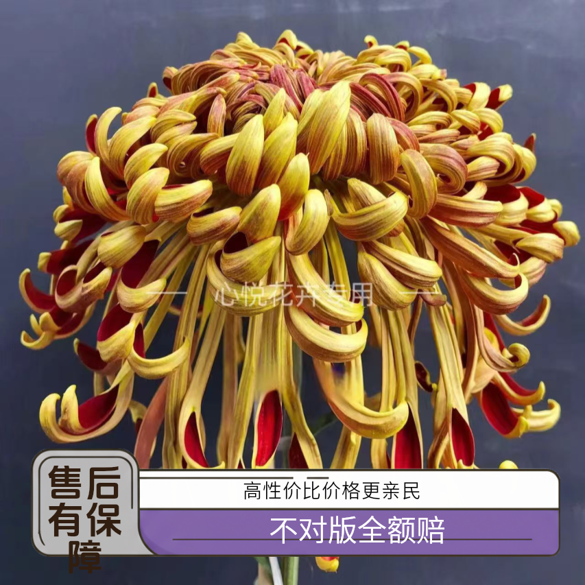 【天门赤锦】大花秋菊 阳台小院室内室外盆栽地载大花花卉绿植