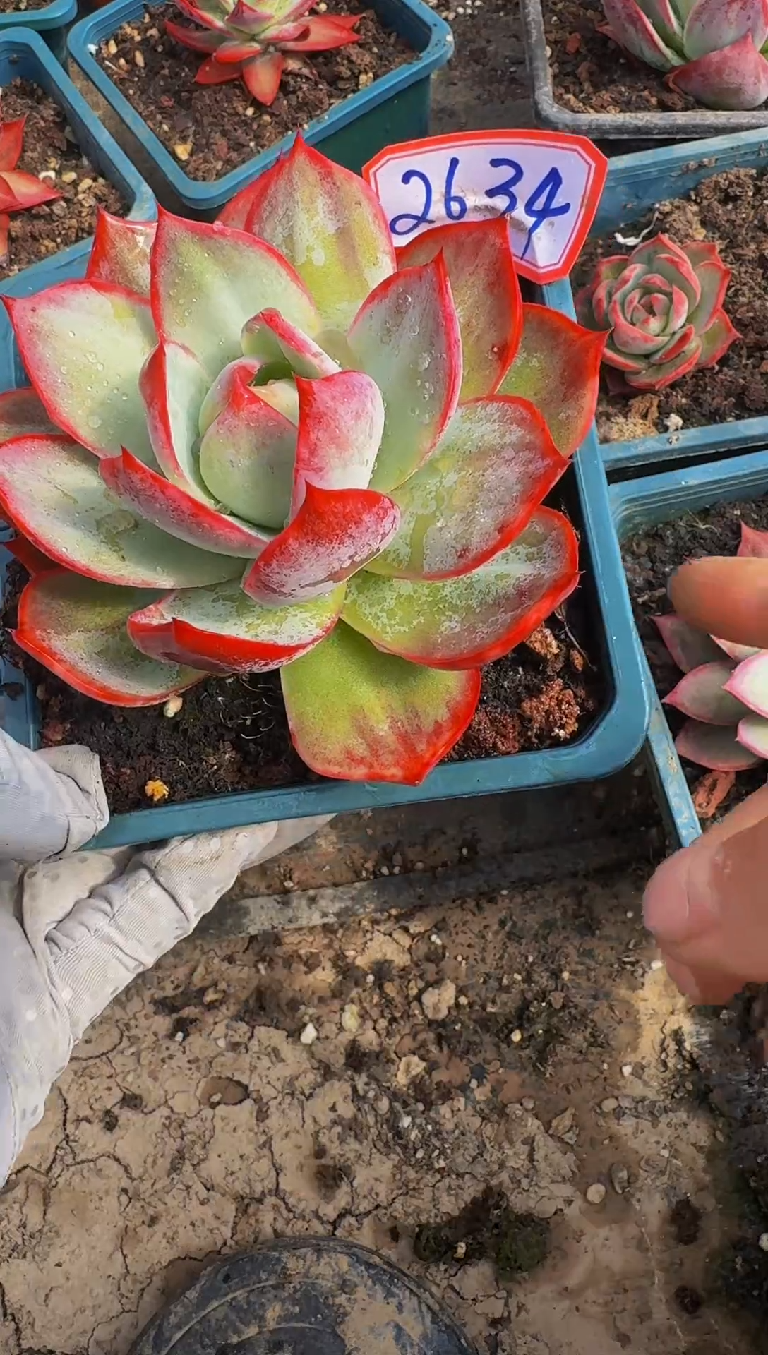 2634惊鸿仙子（裸根发货）