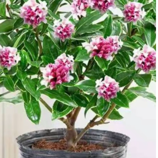 耐寒浓香金边瑞香盆栽四季常绿室内年宵花等风来白兰花花卉